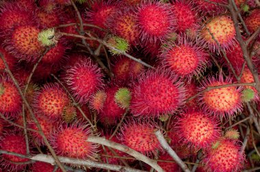 Rambutan