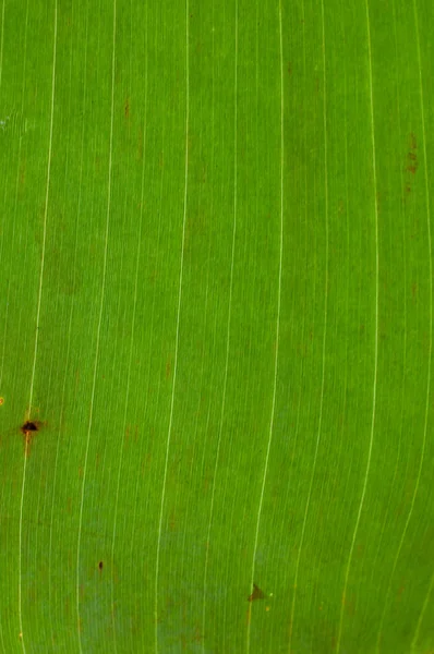 Textura da folha de banana — Fotografia de Stock
