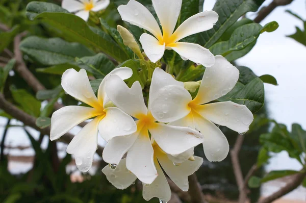 Frangipani, Живці квітів, Templetree — стокове фото