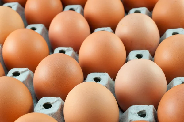 卵の行 — ストック写真