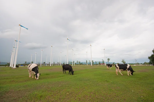 गाय शेती — स्टॉक फोटो, इमेज