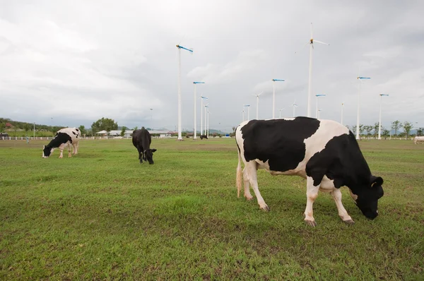 Cow rolnicze — Zdjęcie stockowe