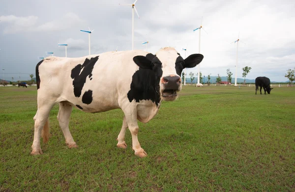 Granja de vacas — Foto de Stock