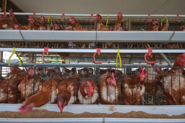 닭 농장 — 스톡 사진