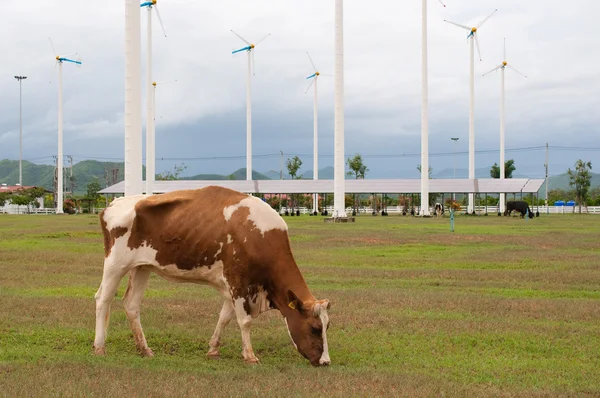 Cow rolnicze — Zdjęcie stockowe