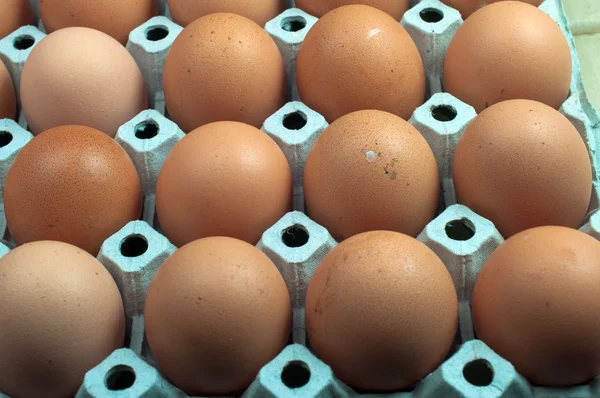 卵の行 — ストック写真