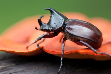 Rhinoceros beetle clipart