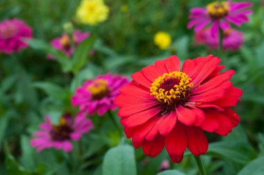 Zinnia elegans