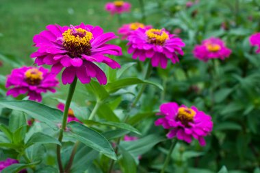 Zinnia elegans