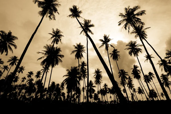 椰子农场 — 图库照片