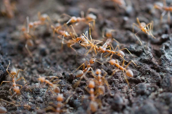Hormigas rojas — Foto de Stock