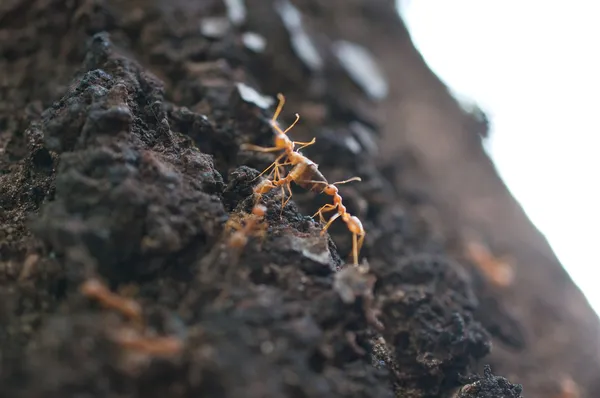 Κόκκινα μυρμήγκια — Φωτογραφία Αρχείου