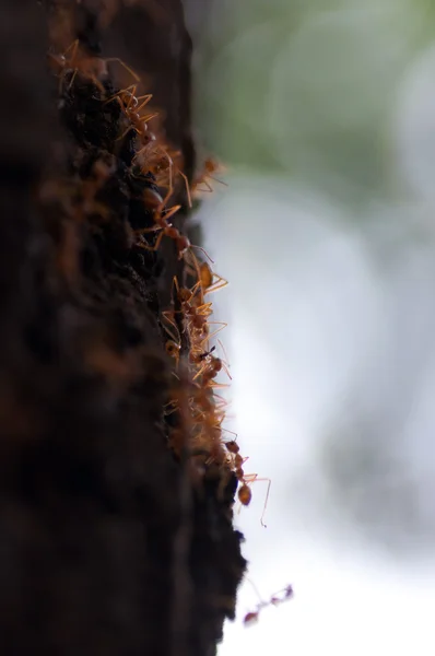 红蚂蚁 — 图库照片