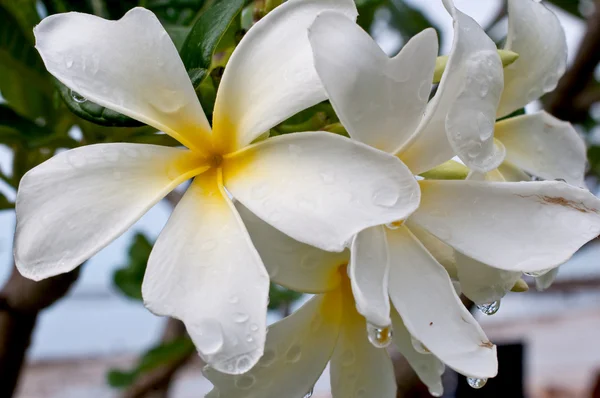 Frangipani, Живці квітів, Templetree — стокове фото