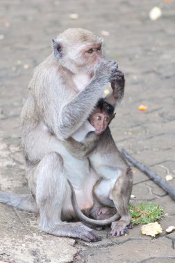 A little monkey with it's mom clipart