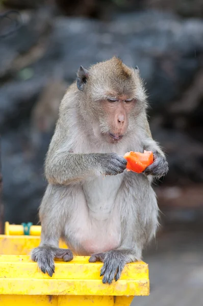 Macaco tailandês — Fotografia de Stock