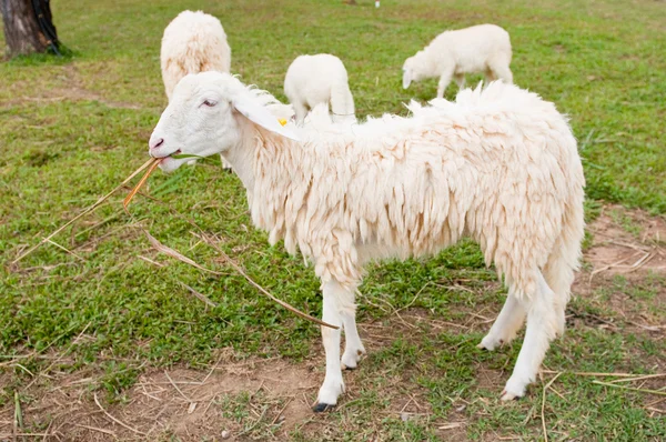 Sheeps in a farm — Stock Photo, Image