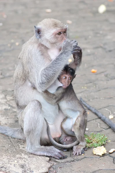 En liten apa med sin mamma — Stockfoto
