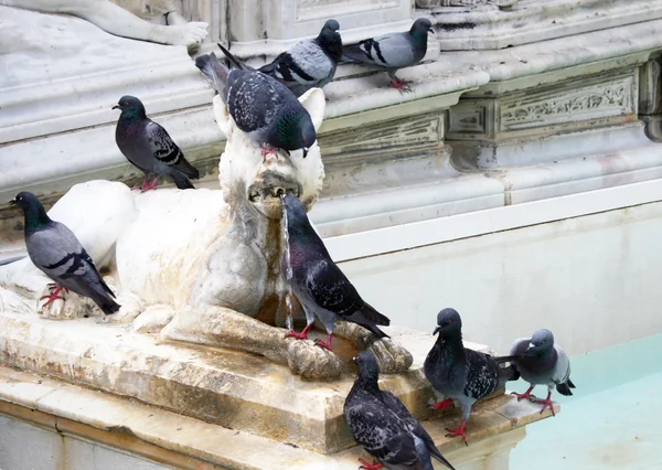 stock image Siena fountain