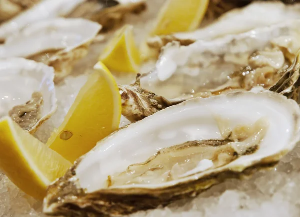 stock image Oysters