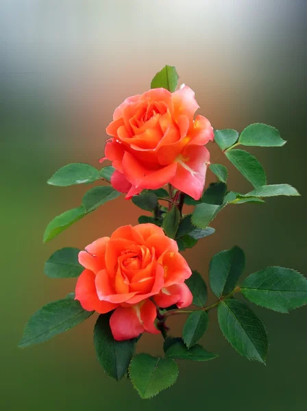Желто-оранжевые розы — стоковое фото