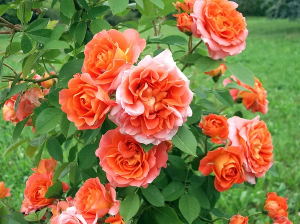 Climbing shrub roses — Stock Photo, Image
