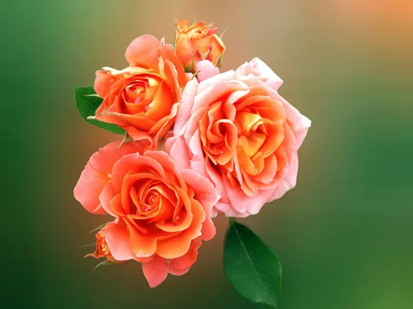 Boeket geel-oranje rose Stockfoto