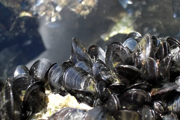 Colonia de ostras en el acantilado del mar —  Fotos de Stock