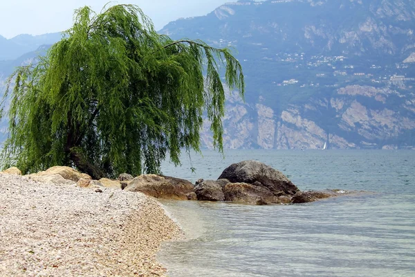 Lonely willow over the lake — Stock Photo, Image