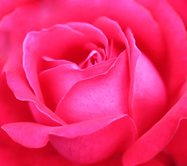 Close up de rosa vermelha — Fotografia de Stock