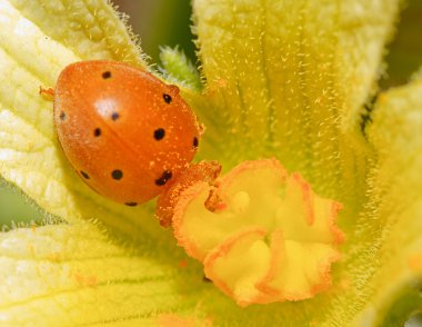 Uğur böceği (Coccinellidae) sarı çiçek