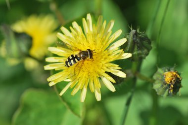 Wasp çiçek yeşil arka plana sahip