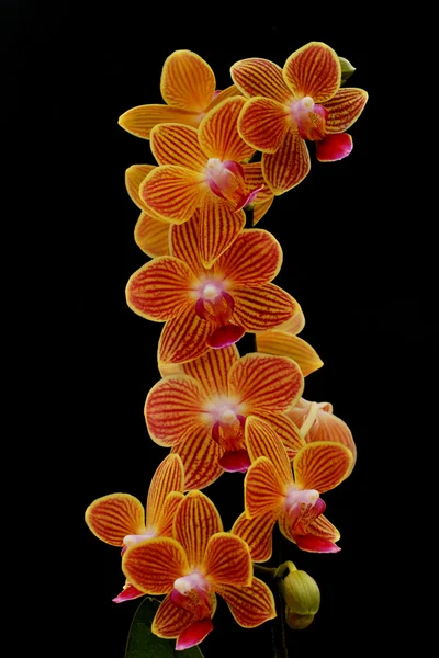 Bonita haste de orquídeas — Fotografia de Stock