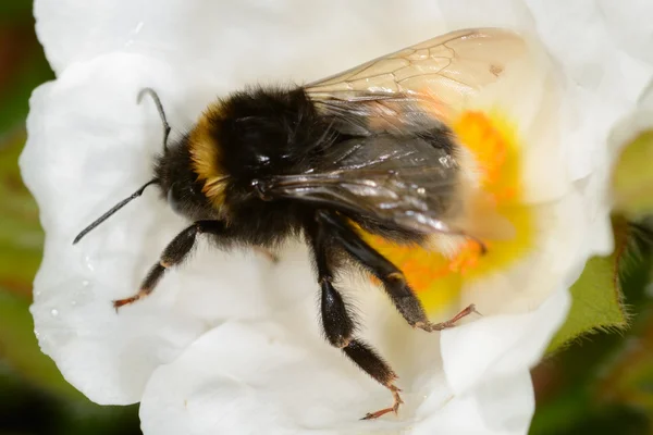 Bumble abeja en flor — Foto de Stock