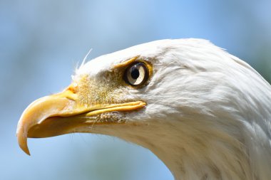 Eagle head clipart