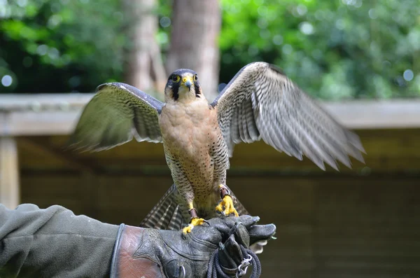 Hawk on glove — Stock Photo, Image