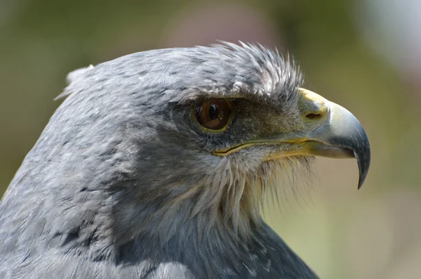 Close-up van grijze hawk — Stockfoto
