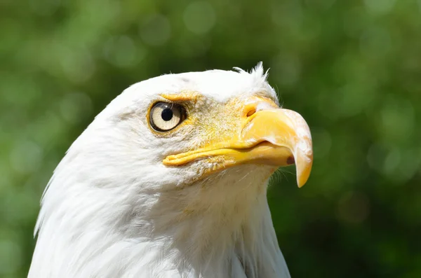 Amerikanska skallig örn huvud — Stockfoto