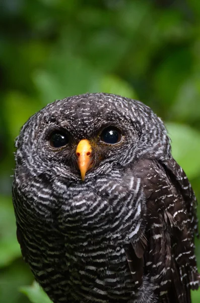 Black and white owl — Stock Photo, Image