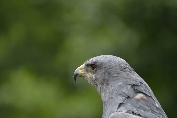 Hawk in close up — Stock Photo, Image