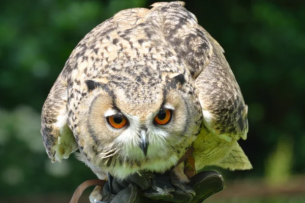 Crouched owl — Stock Photo, Image