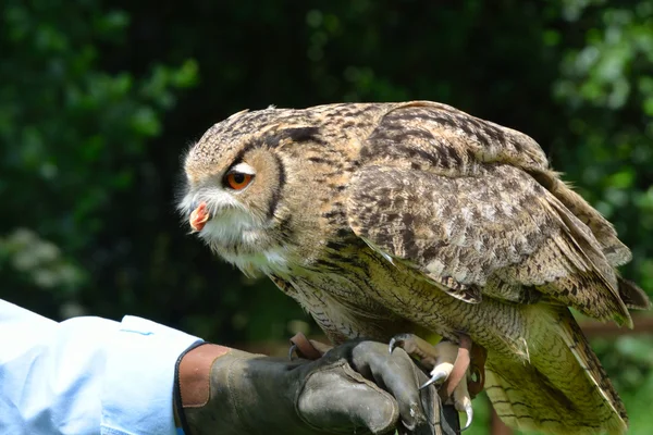 Owl perching — Stock Photo, Image