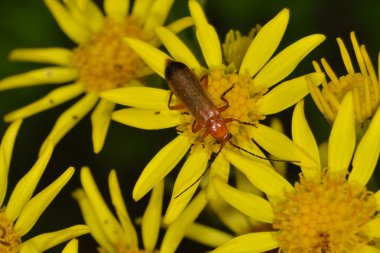 Kırmızı asker böceği ragwort üzerinde