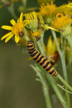 zencefil güve ragwort üzerinde besleme