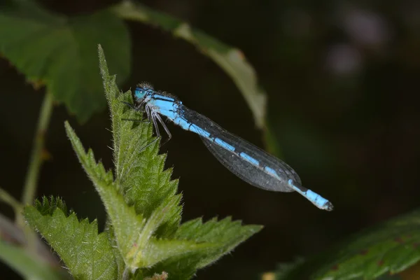 Blue dragonfly on nettles — Stock Photo, Image