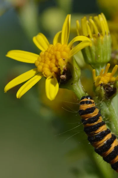 Cinnarbar caterpillar в крупним планом — стокове фото