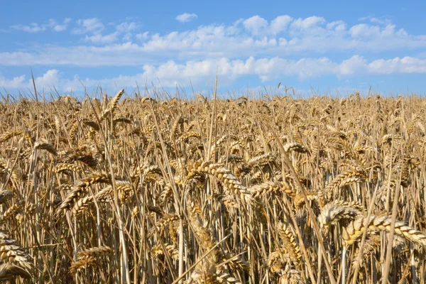 stock image Field of wheat