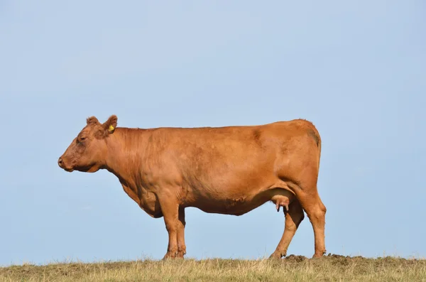 Коричневая корова против неба — стоковое фото