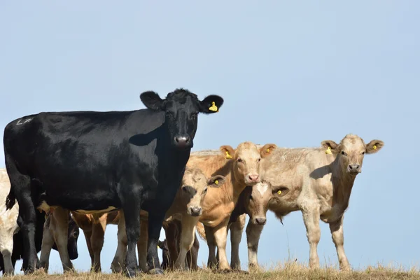 Корова с телятами — стоковое фото