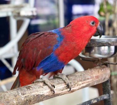 dişi eclectus papağanı